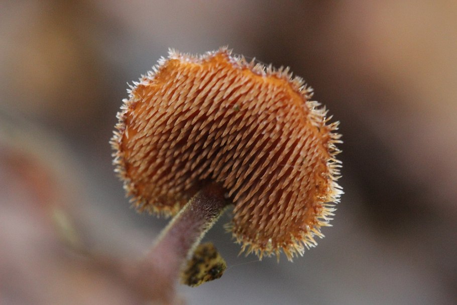 Трутовик чешуйчатый Polyporus squamosus съедобный
