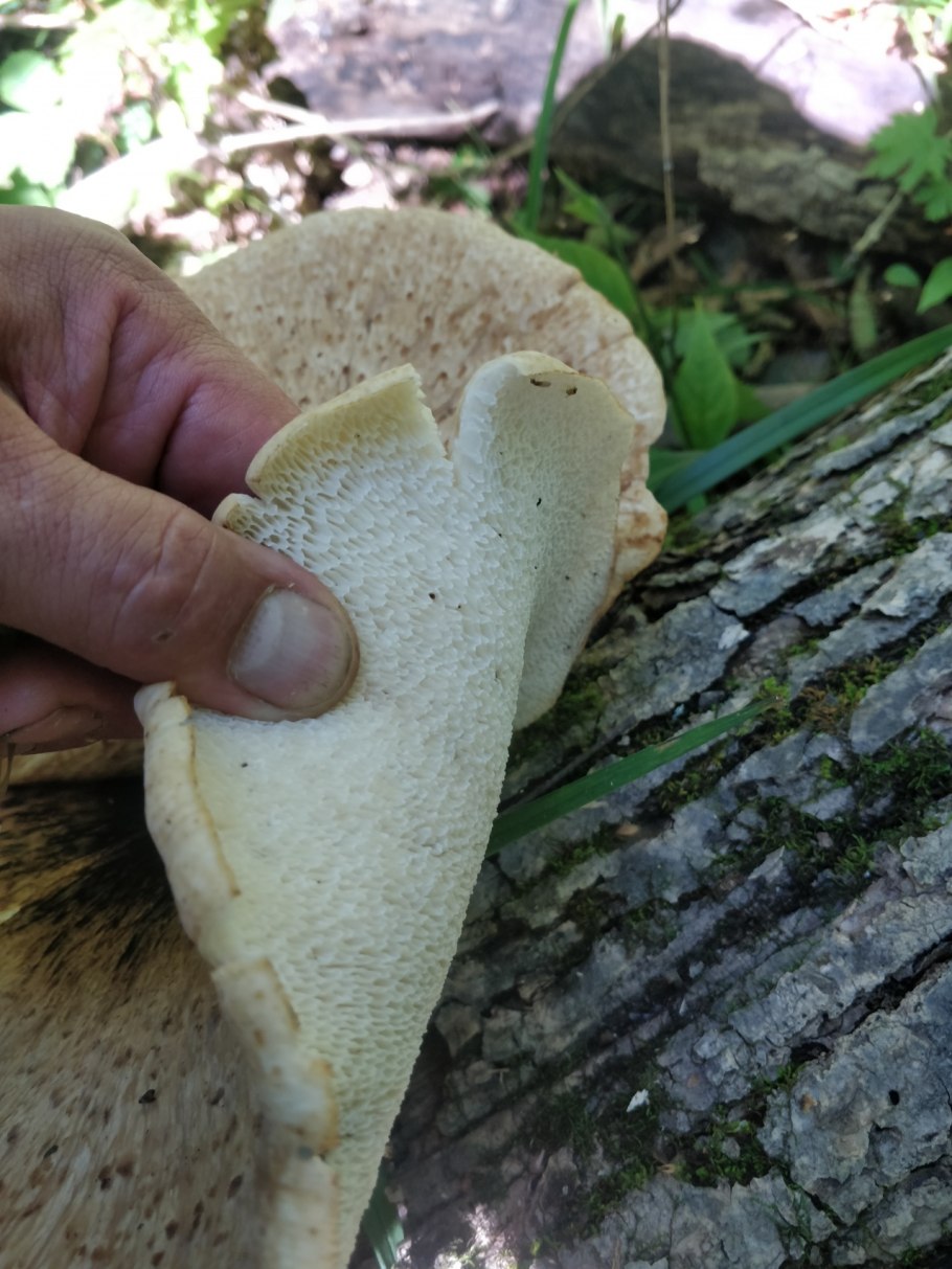 Трутовик чешуйчатый пестрец