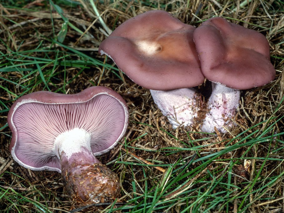 Рядовка мыльная Tricholoma saponaceum