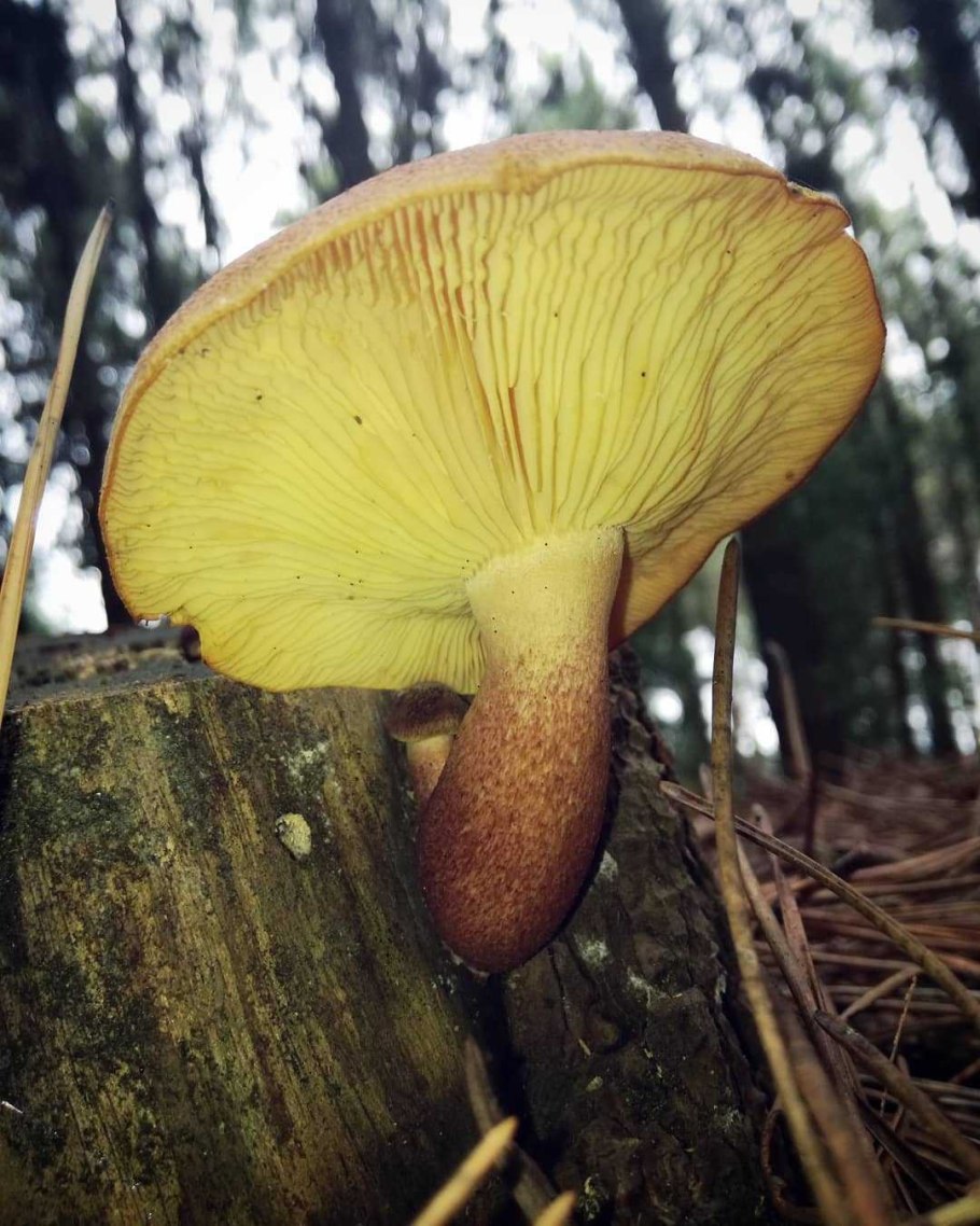 Рядовка надломленная Tricholoma batschii