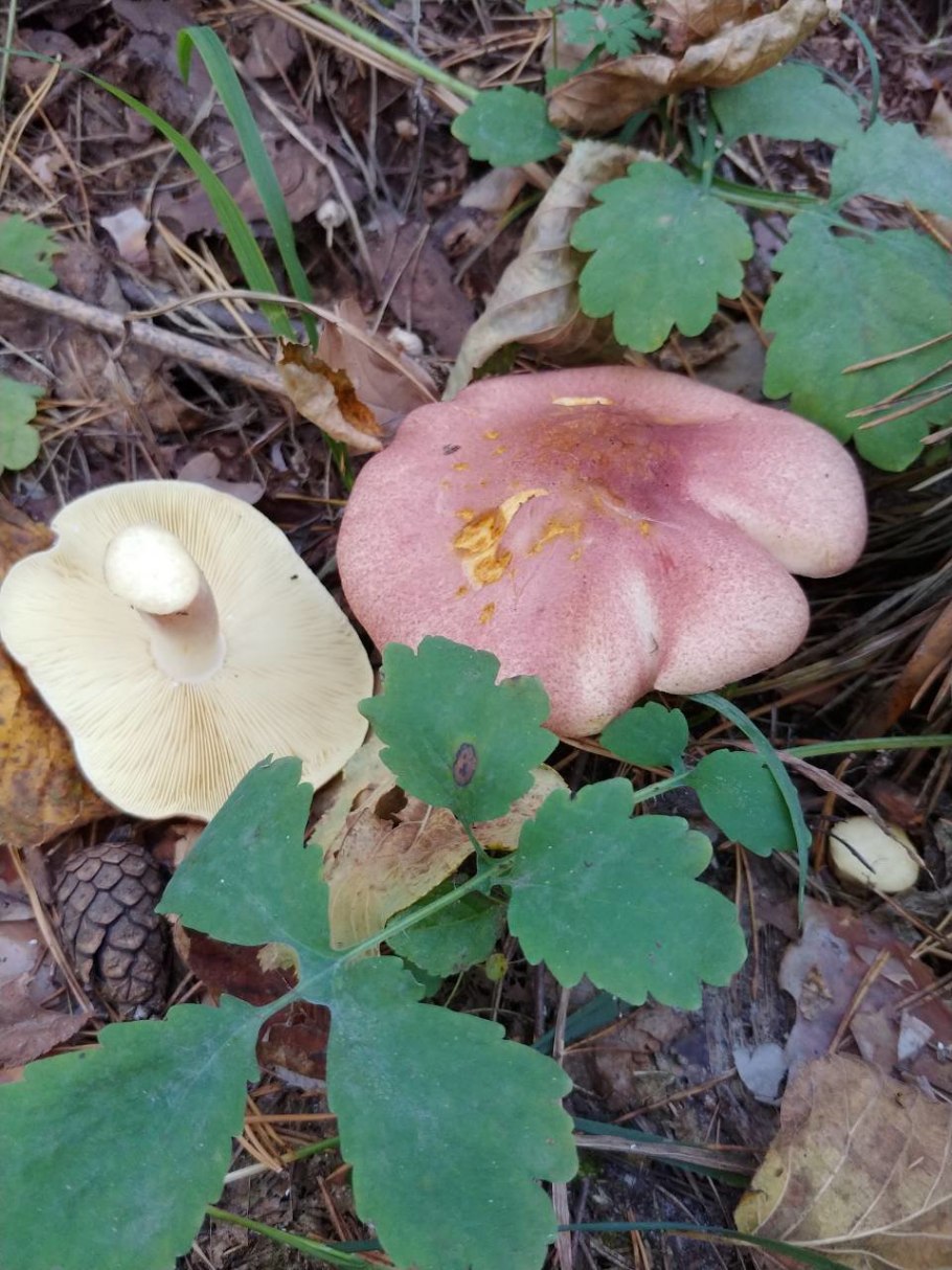 Рядовка желто-красная Tricholomopsis rutilans