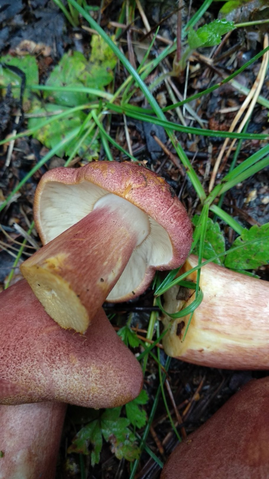 Рядовка желто-красная Tricholomopsis rutilans