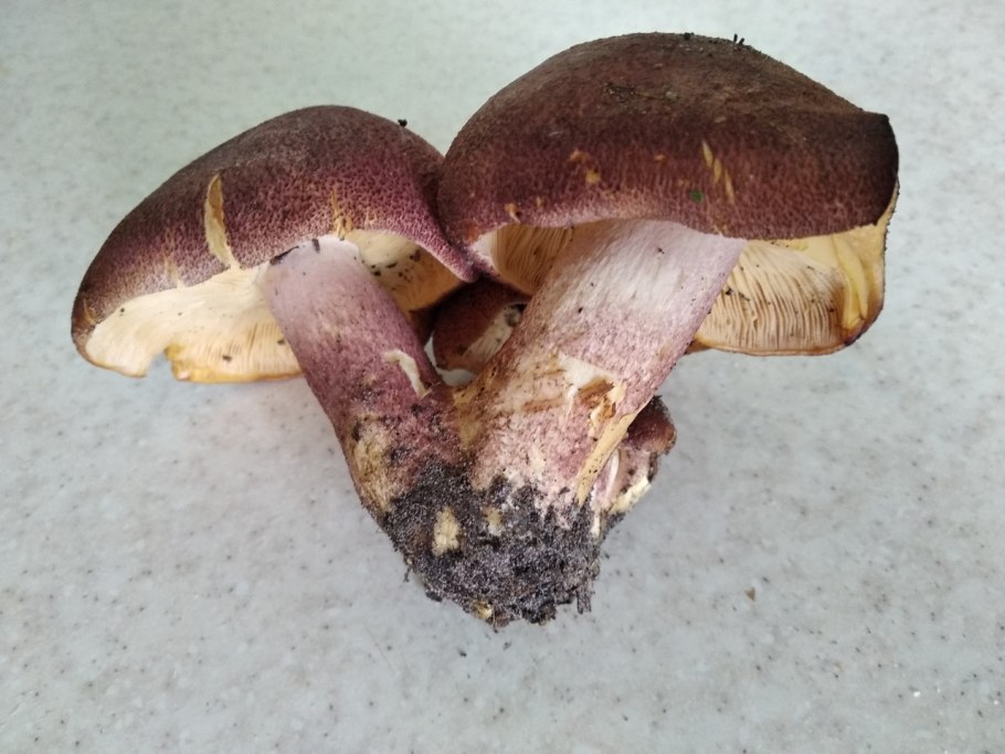 Гриб Трихоломопсис рутиланс