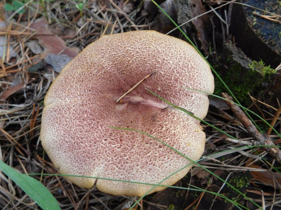 Гриб рядовка розовая