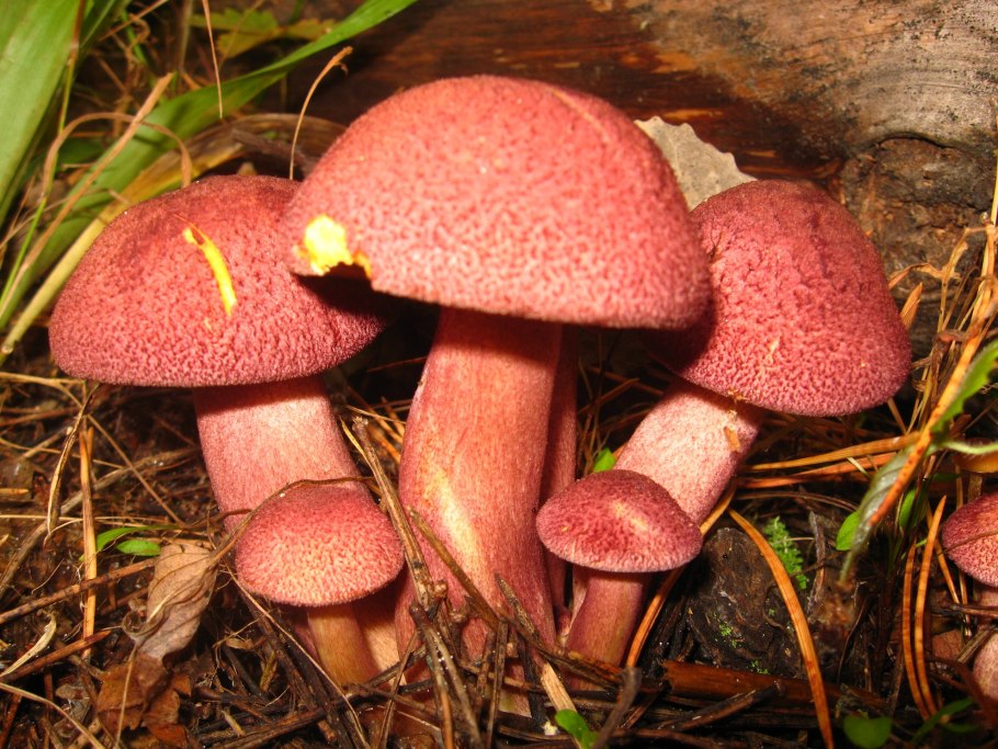 Рядовка желто-красная Tricholomopsis rutilans