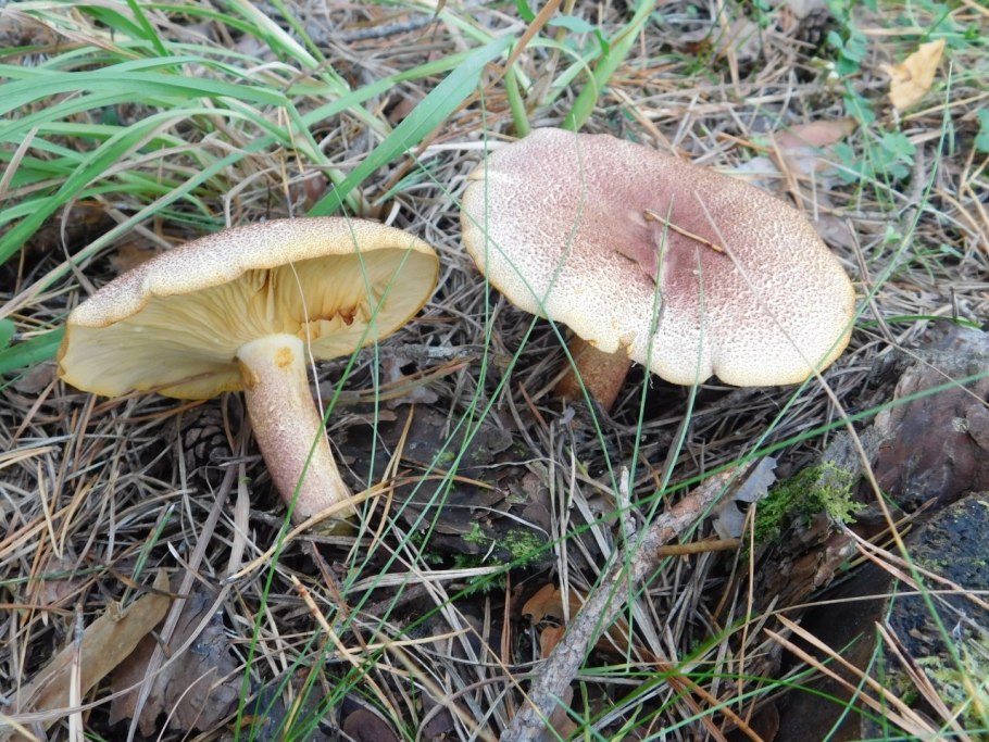 Рядовка желто-красная Tricholomopsis rutilans