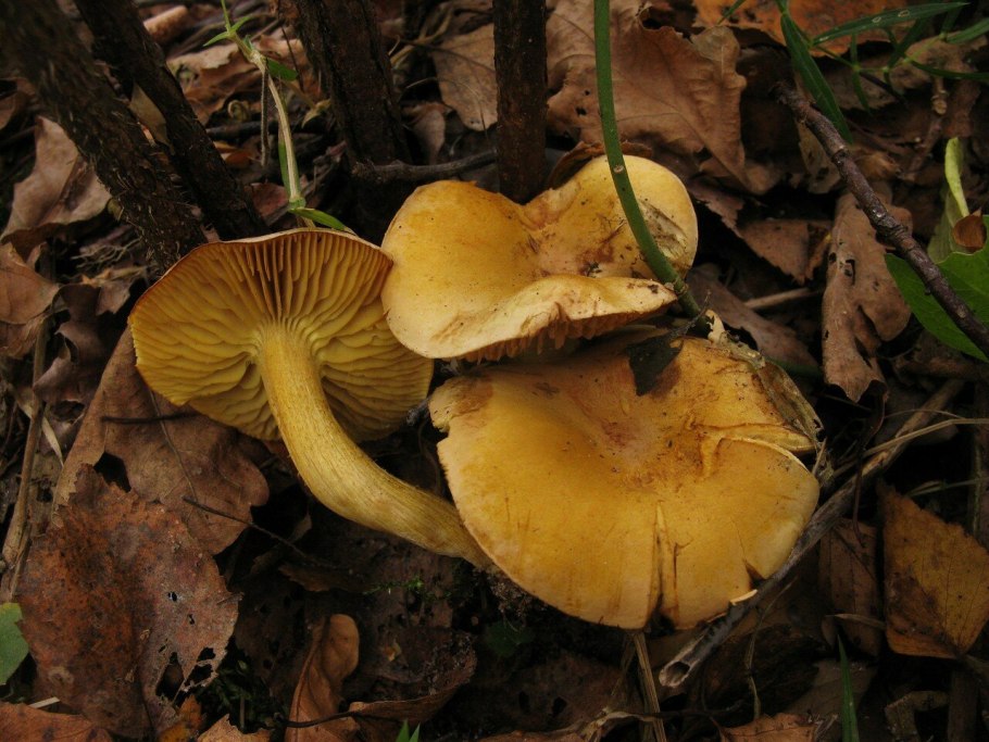 Tricholomopsis rutilans