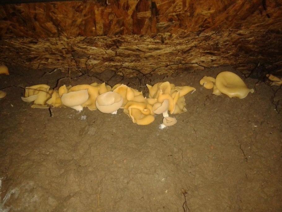 Пецица Подвальная (Peziza Cerea)