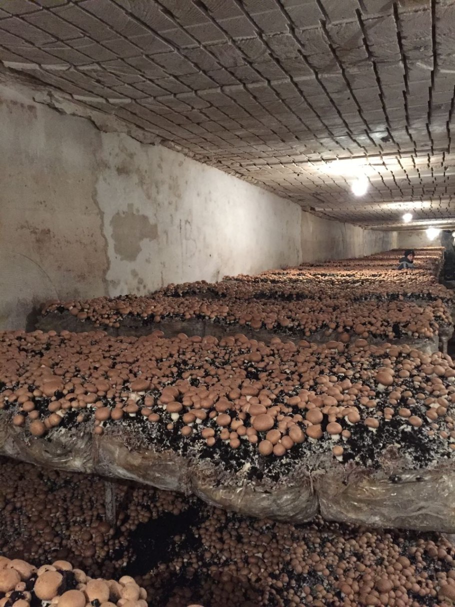 Помещение для грибов