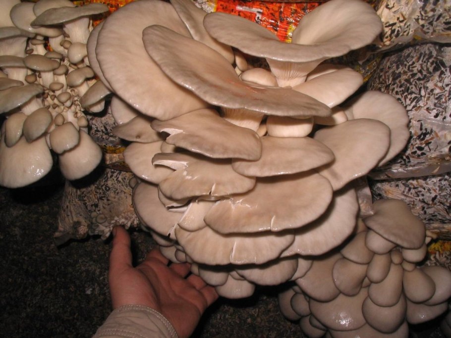 Грибоводство вешенки