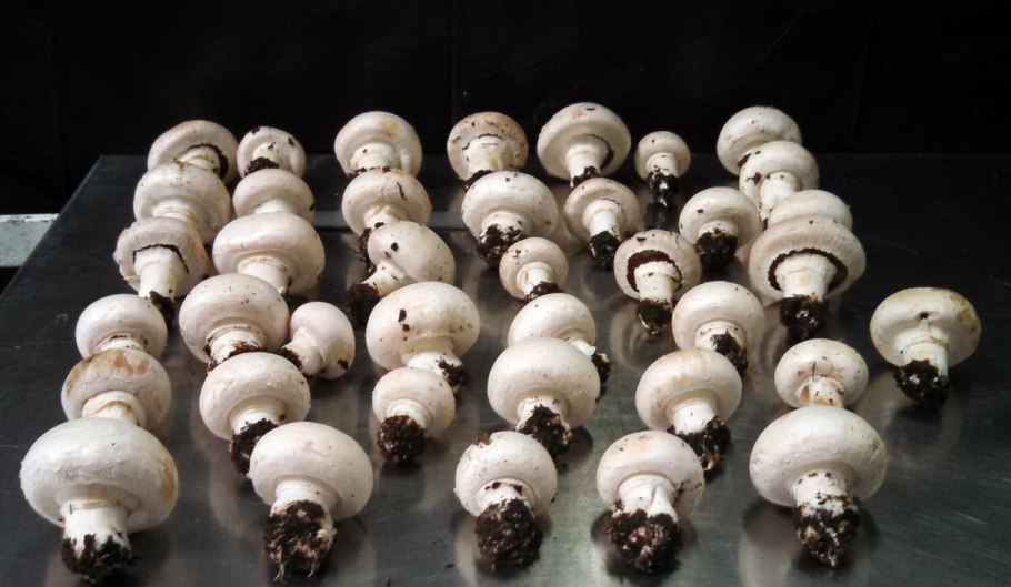 Шампиньоны культурные