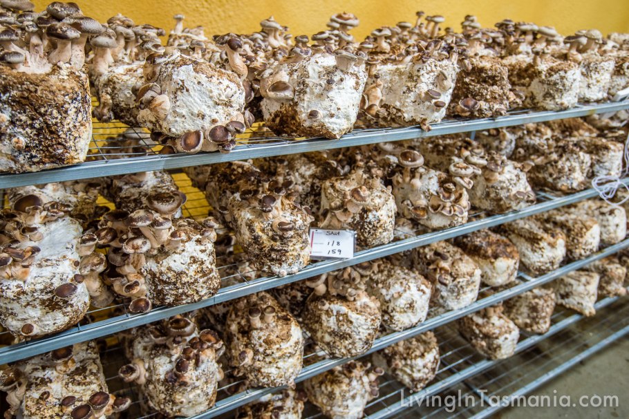 Вешенка в погребе