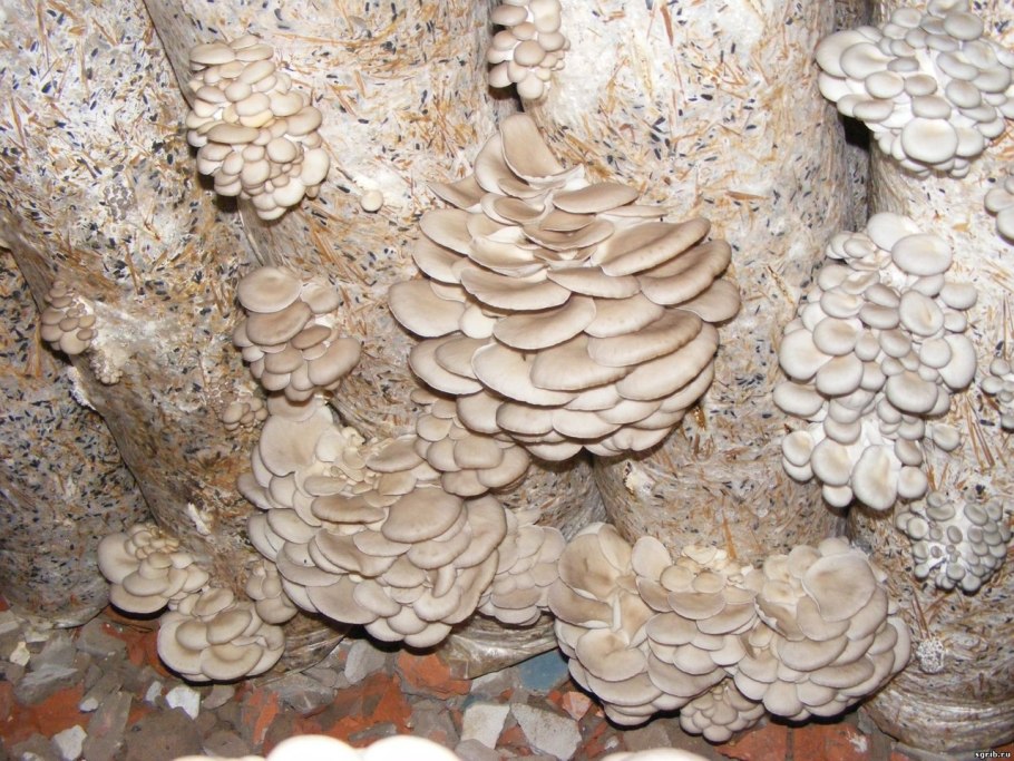 Вешенки производство