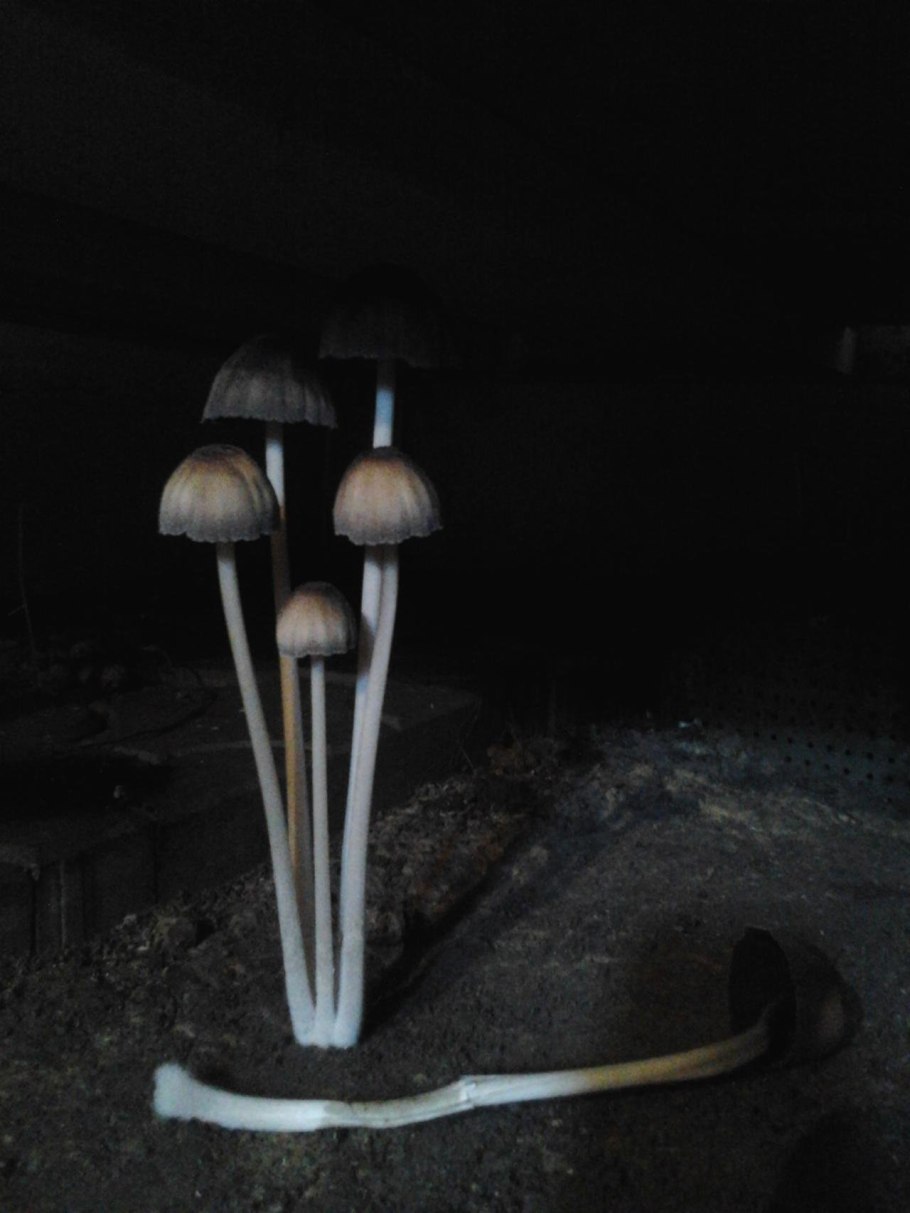 Гриб навозник мерцающий