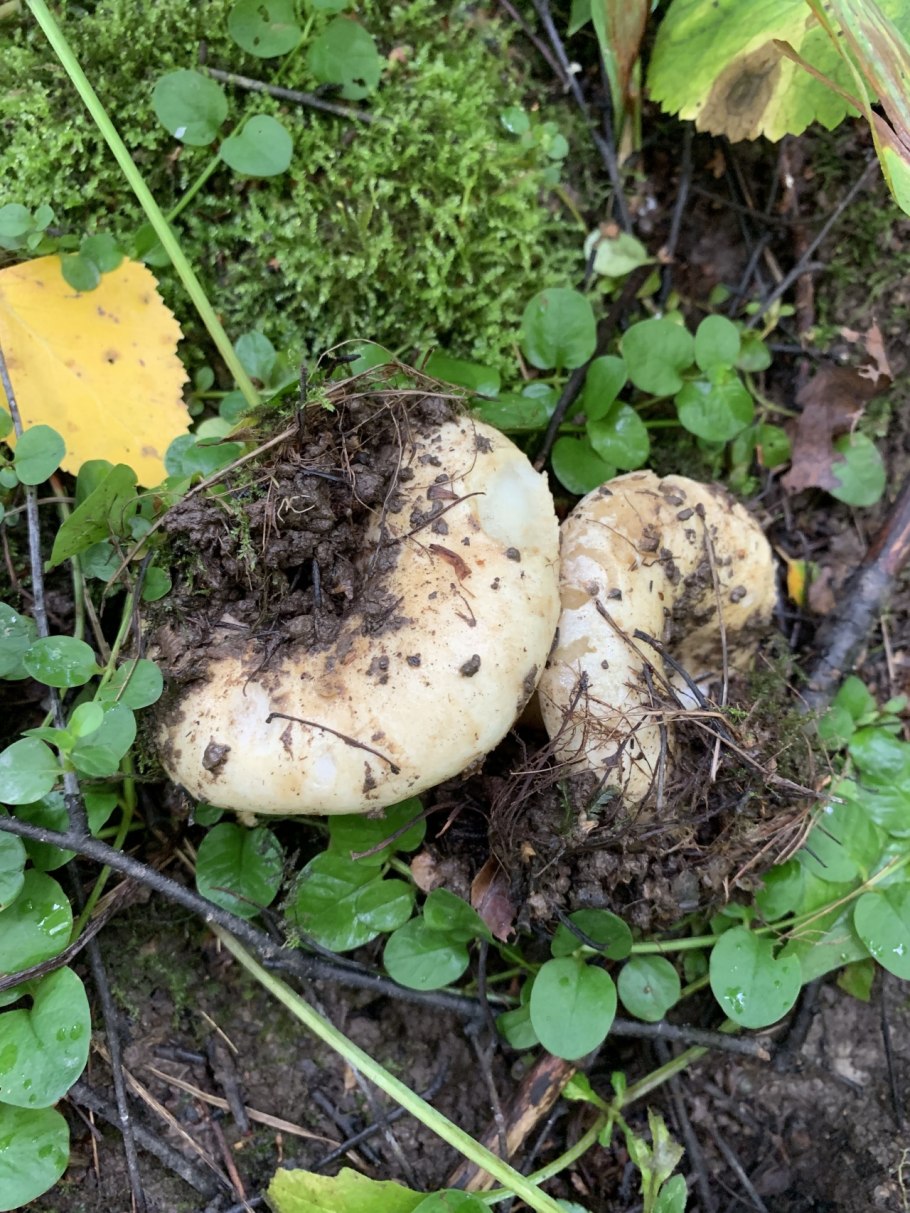 Гриб подгруздок частопластинчатый