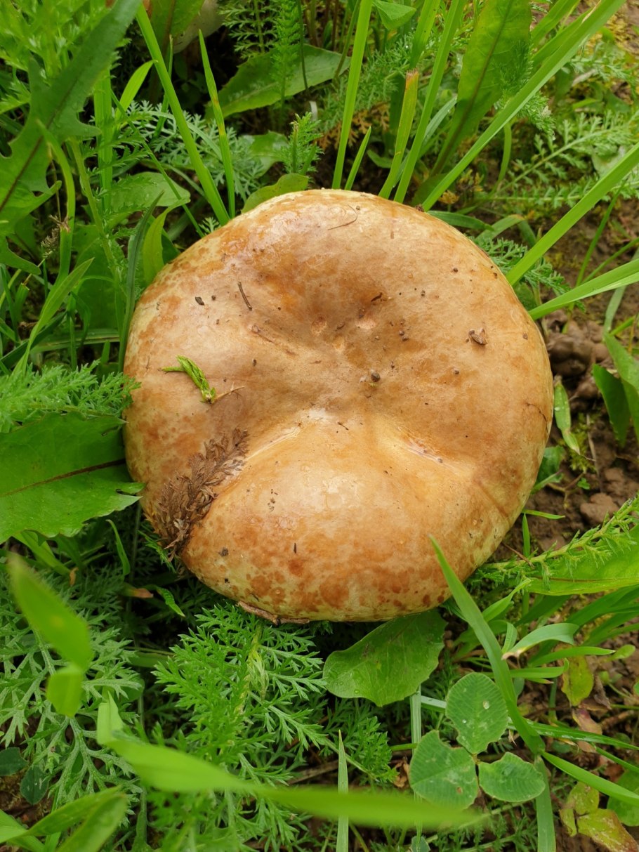 Свинорой гриб