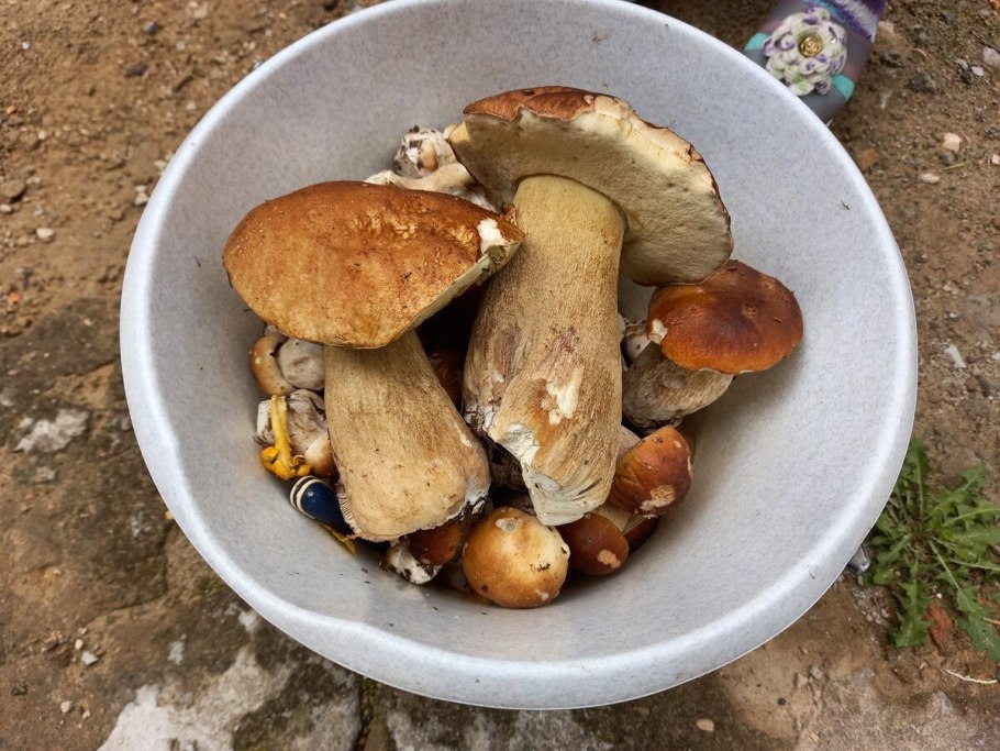 Подольховники грибы