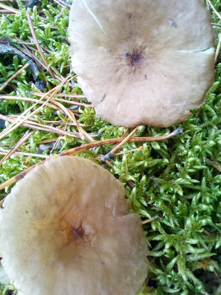 Гриб говорушка булавоногая