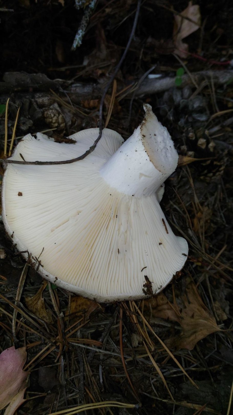 Russula Delica (подгруздок белый)