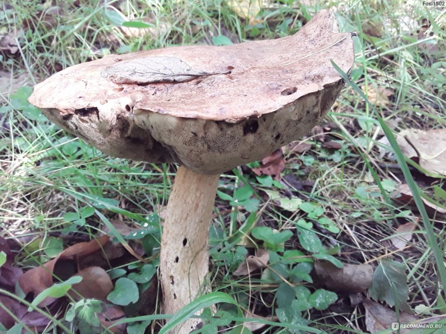 Гриб похожий на подберезовик