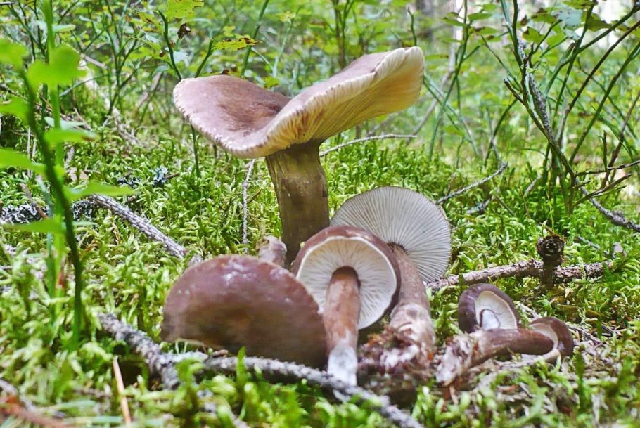 Lactarius lignyotus