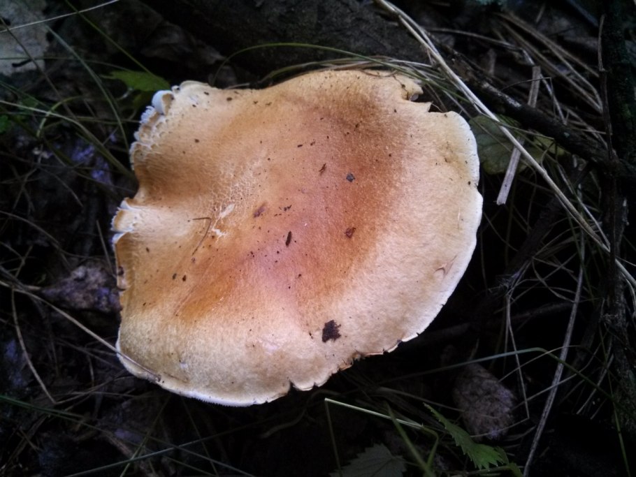 Гриб копытник