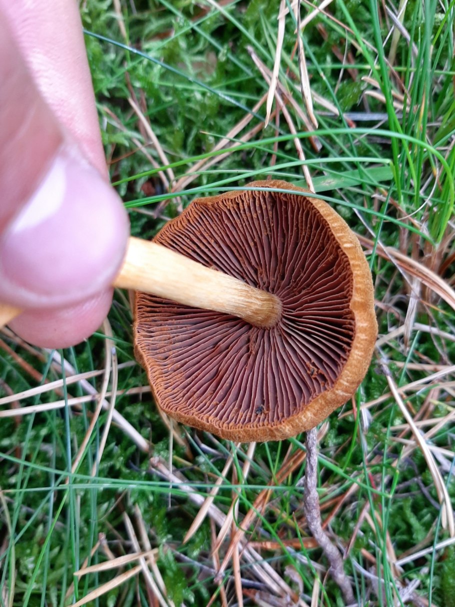 Паутинник горный Cortinarius orellanus