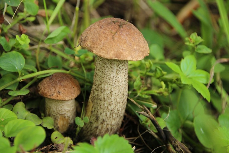 Подберёзовик обыкновенный