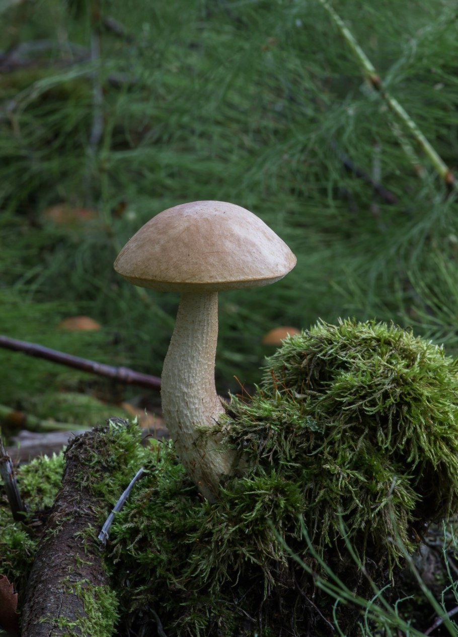 Обабок – гриб, подберезовик