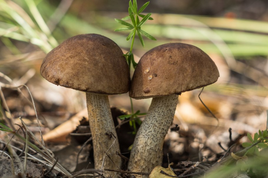 Съедобные грибы подберезовик