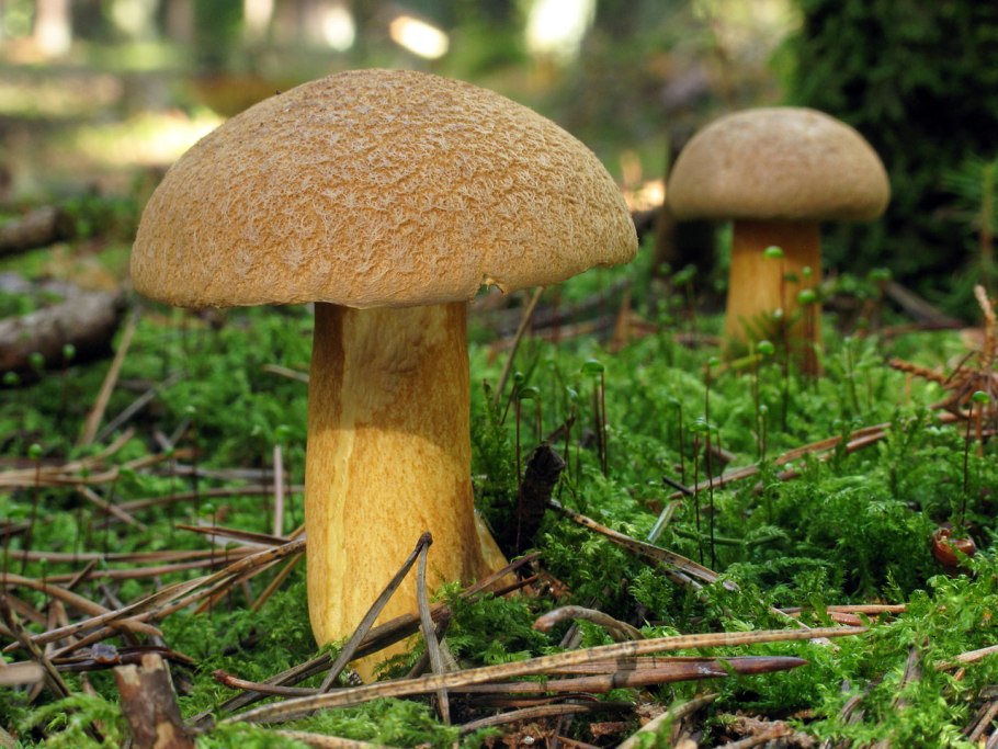 Подболотовик гриб