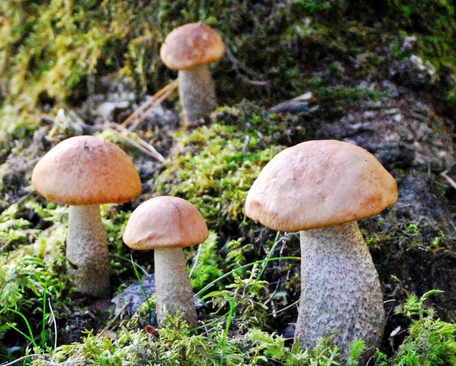 Съедобные грибы подберезовик