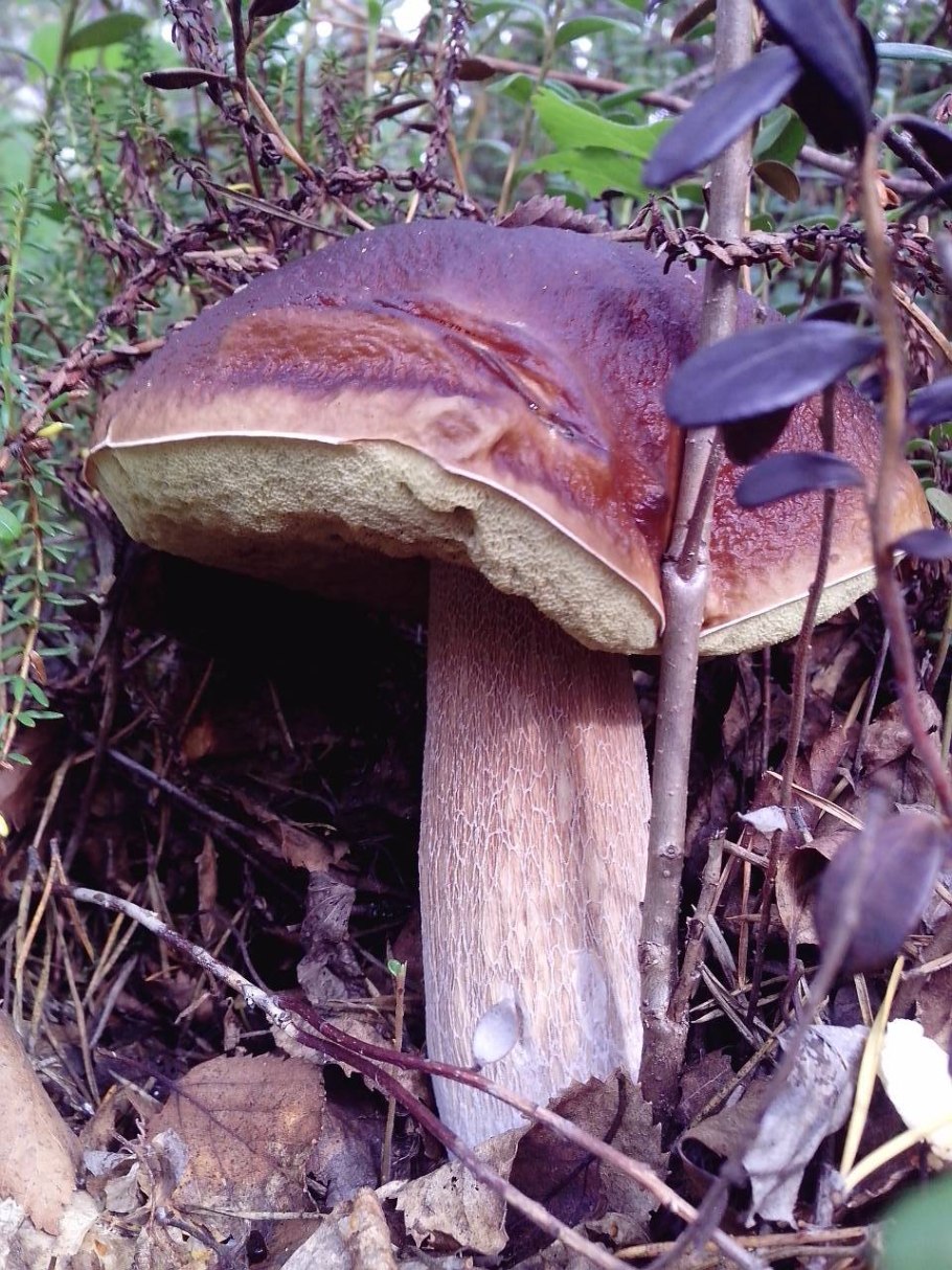 Болетинус полоножковый моховик полоножковый Boletinus cavipes