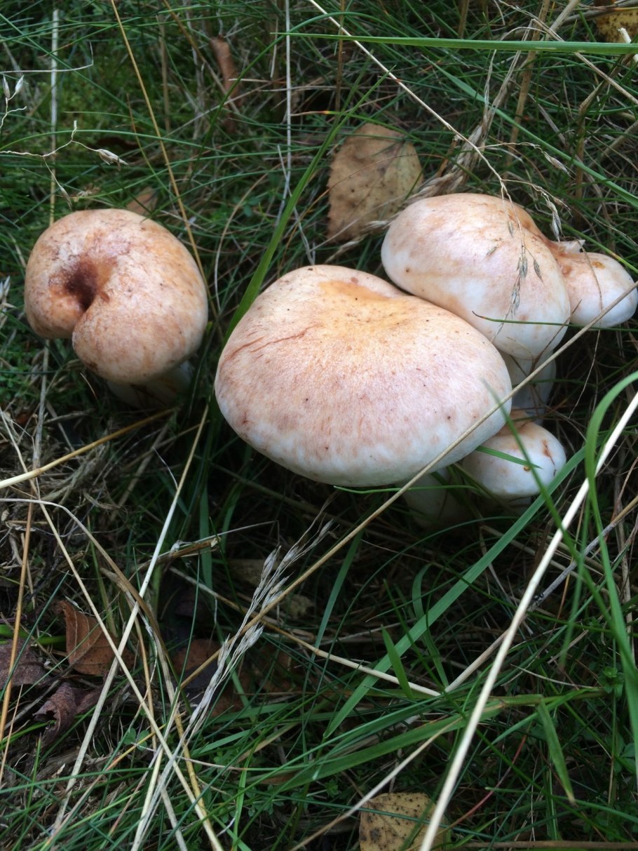 Белопольский гриб