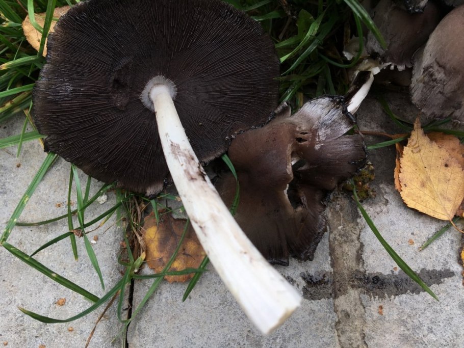 Лисичка желтая (Cantharellus cibarius)