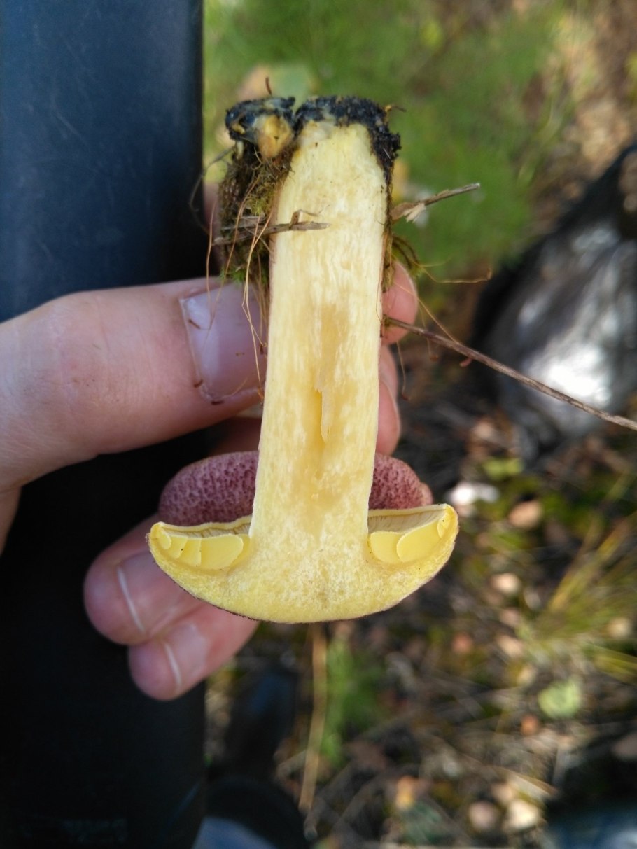 Подберезовик моховик