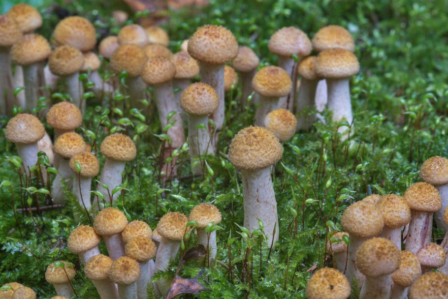 Маслёнок желто-бурый Suillus variegatus