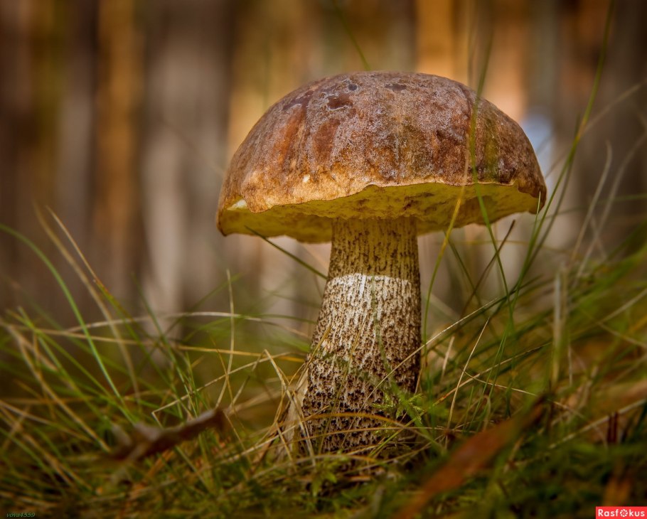Подберезовик подберезовик
