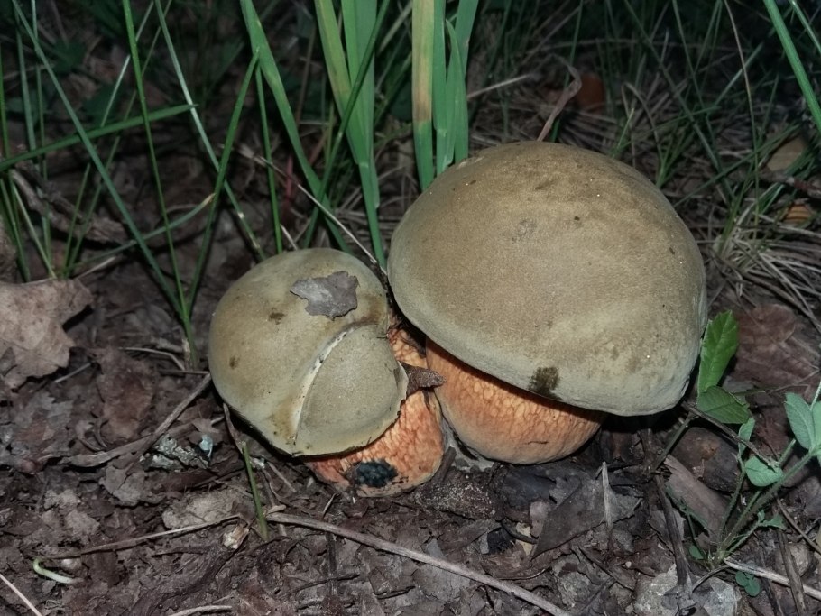 Моховик гриб съедобный