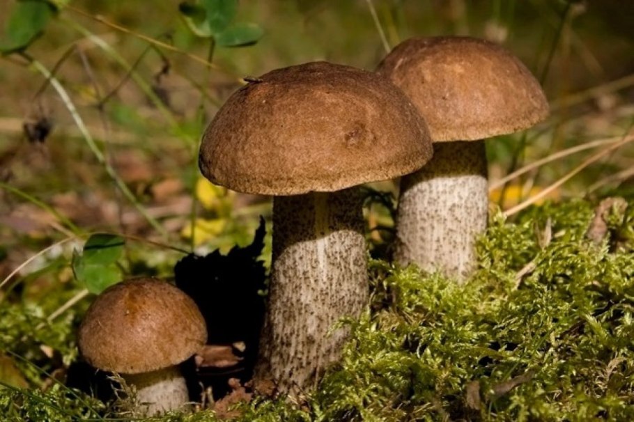 Обабок розовеющий