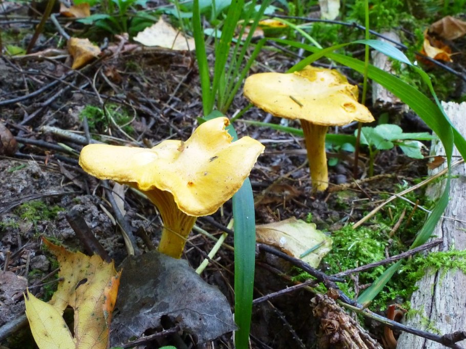 Болет Горький губчатый