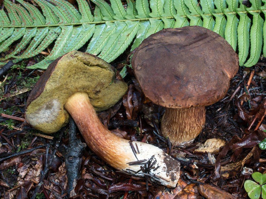 Моховик гриб