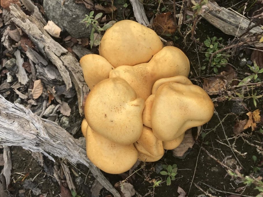 Гриб моховик желто-бурый