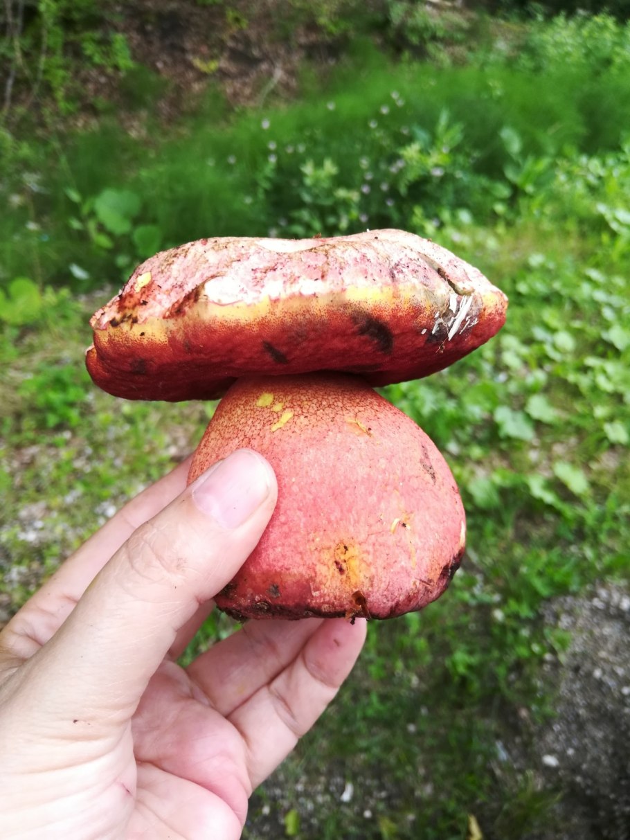 Буковый белый гриб