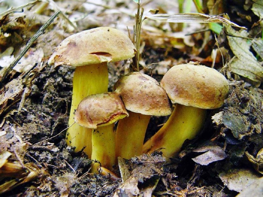 Белый гриб бронзовый Boletus aereus
