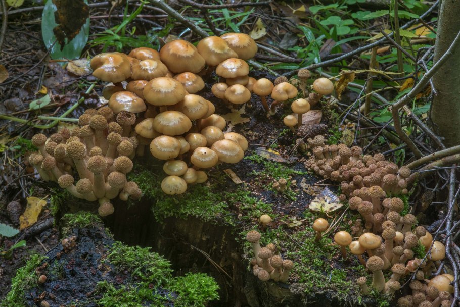 Моховик зеленый Xerocomus subtomentosus