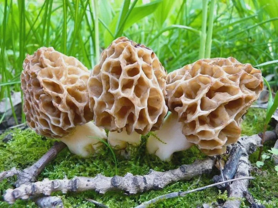 Сморчки грибы