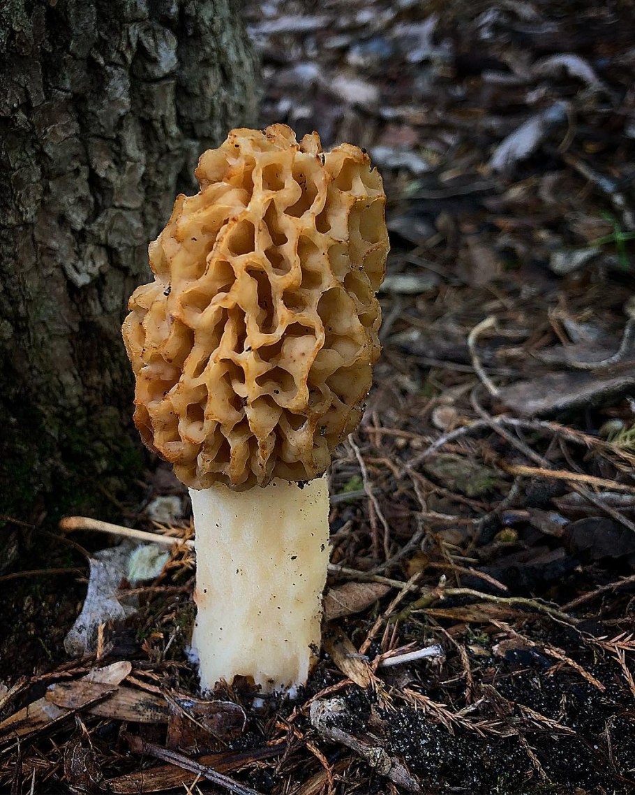 Фото Morchella esculenta