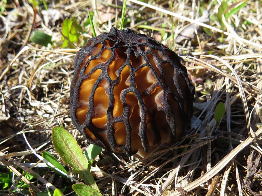 Шампиньоны, сморчки, трюфели