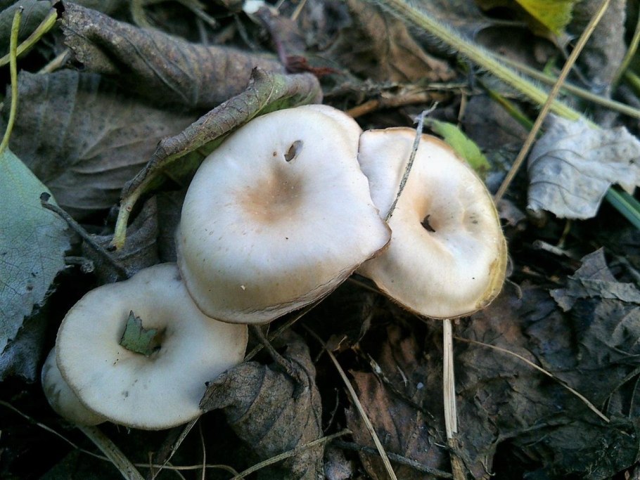 Говорушка бледноокрашенная. Clitocybe metachroa